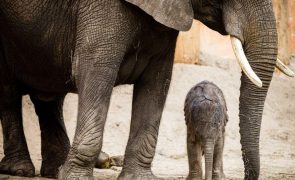 Reserva angolana vai receber trinta elefantes devido à seca na Namíbia