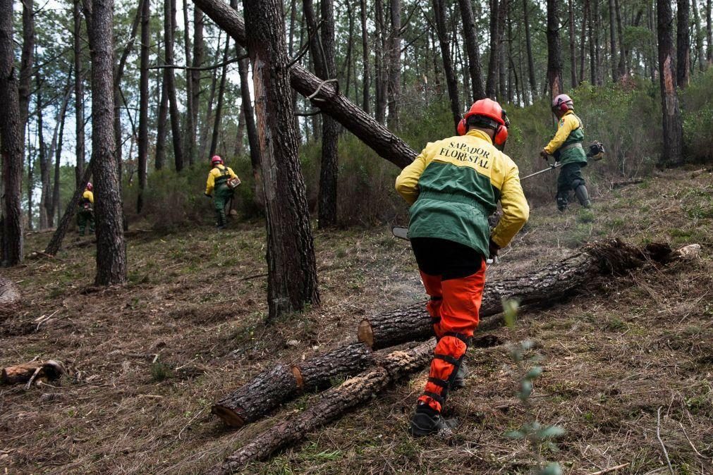 Governo aprova 1,5 ME para equipamentos de proteção de sapadores florestais