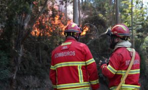 Incêndio na Madeira tem cinco frentes ativas de fraca intensidade em 3 concelhos