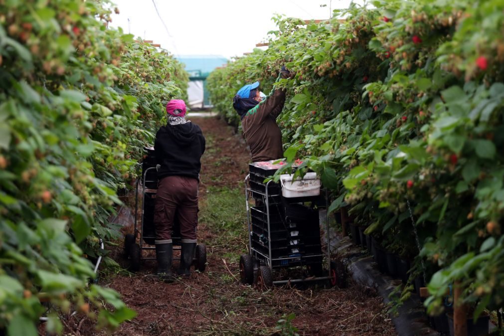 Agricultura tem falta crónica de trabalhadores e contratação de estrangeiros é imprescindível