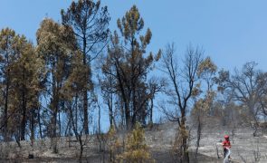 Mais de 120 operacionais e nove meios aéreos combatem fogo em Portalegre