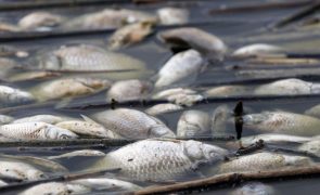 Governo grego declara estado de emergência por toneladas de peixes mortos