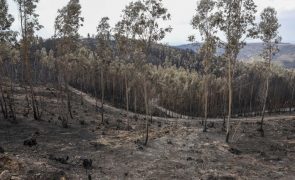 Cerca de 135 mil hectares arderam entre domingo e sexta-feira