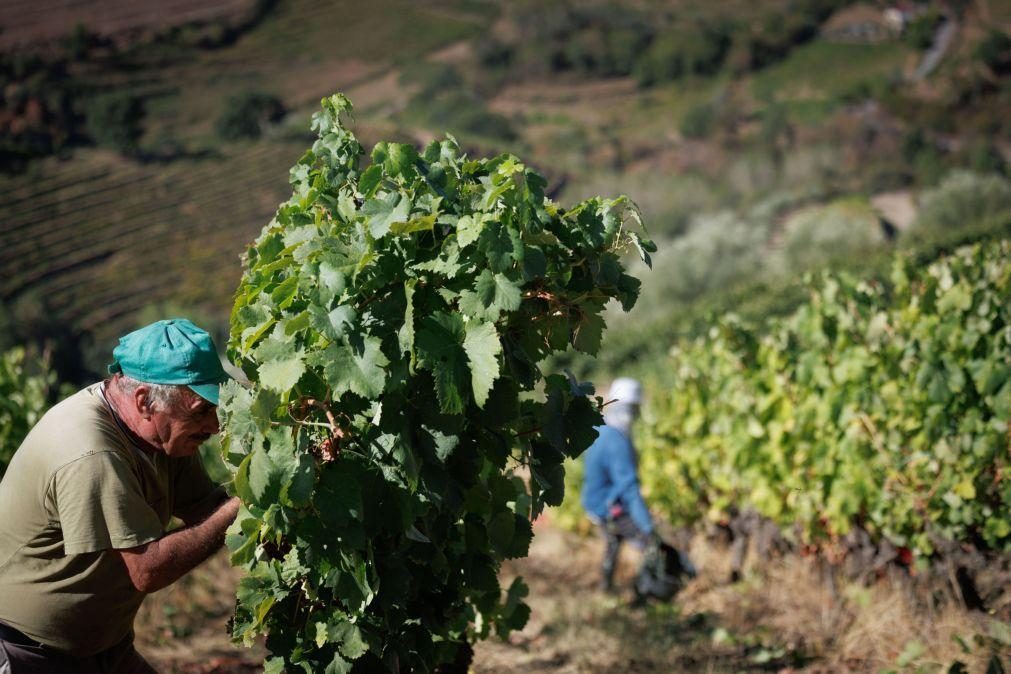 Vindima de angústia para produtores do Douro que deixam uvas na vinha