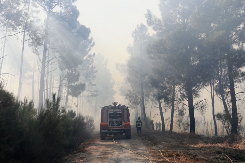 Associações alertam que redução drástica de apoios à floresta fragiliza prevenção de fogos