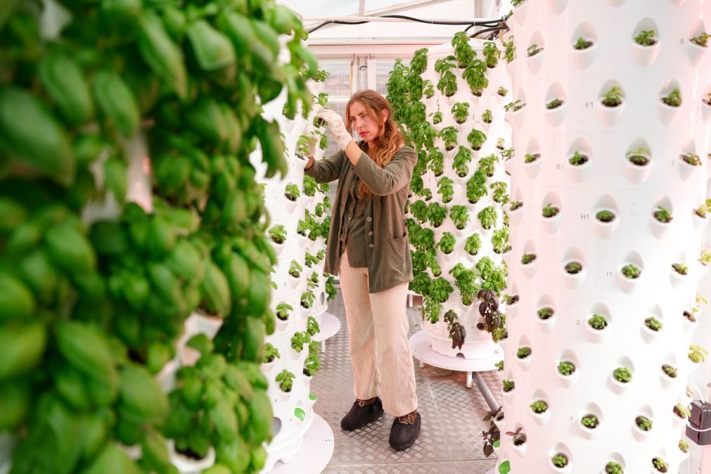 Projeto Raiz, produtos agrícolas que chegam do fundo da rua