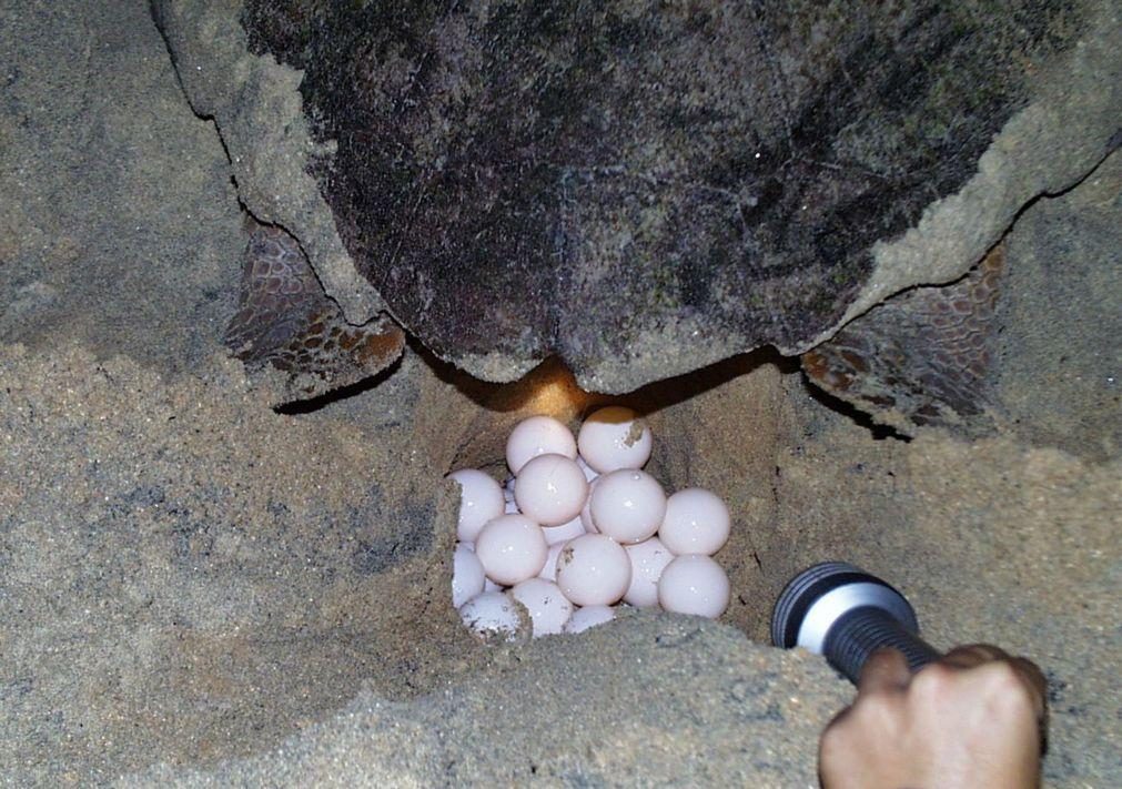 Tartarugas vencem obstáculos e dão vida à única ilha desabitada de Cabo Verde