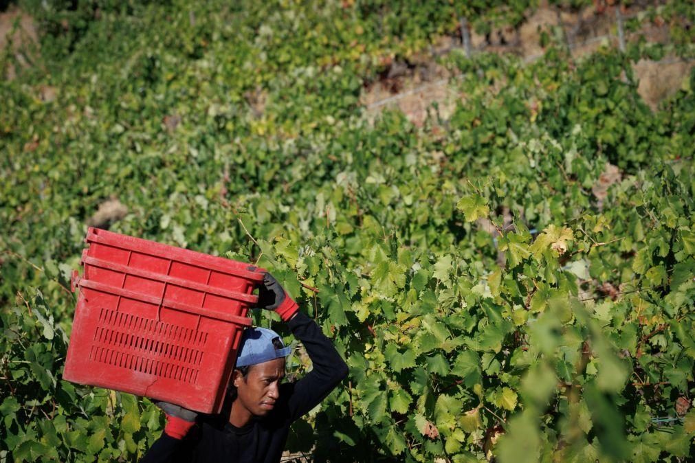 Douro quer saber quantas uvas ficaram por vindimar em 2024