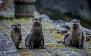 O alarmante colapso da vida selvagem no Mundo e como a Europa está a travá-lo