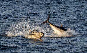 Portugal defende maior quota de pesca de atum-patudo para Madeira e Açores