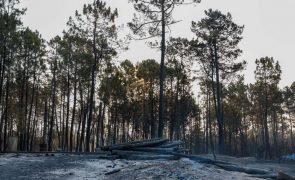 Prejuízos de 2,8 ME no setor agrícola em São Pedro do Sul devido aos incêndios