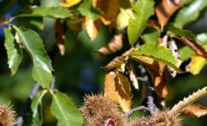 Produção de castanha com aumento entre 25 e 30% este ano