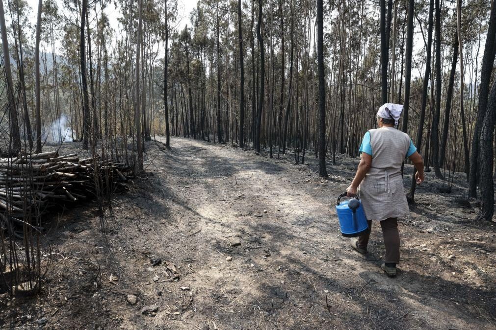 Número de fogos mais baixo da década, mas área ardida foi terceira maior