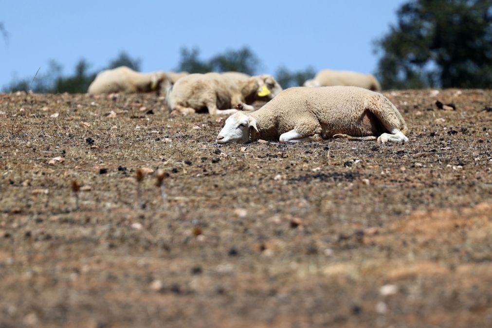 Doença da língua azul 'ganha terreno' no Alentejo e dizima rebanhos