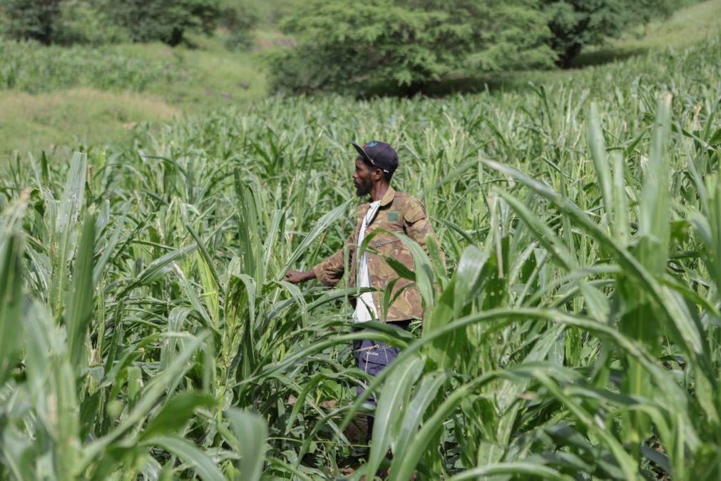 Relatório agrícola indica aumento de produção de milho e feijão em Cabo Verde