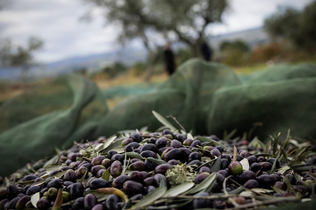 Colheita de azeitona poderá aumentar entre 10 a 15% em Trás-os-Montes