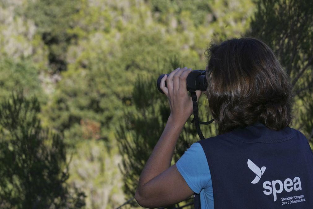 Sociedade Portuguesa para o Estudo das Aves quer criar rede nacional de santuários