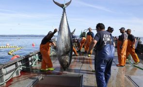 Atum é a conserva de peixe mais produzida, exportada e importada em Portugal