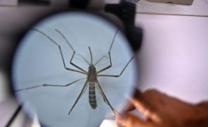 Total de mortes sobe para sete após um ano de dengue em Cabo Verde