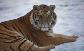 China procura tigre siberiano que atacou agricultor no nordeste do país