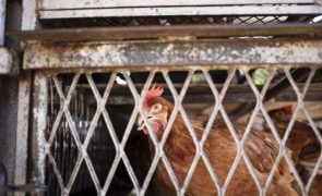 Província moçambicana de Inhambane retoma produção de ovos após gripe das aves