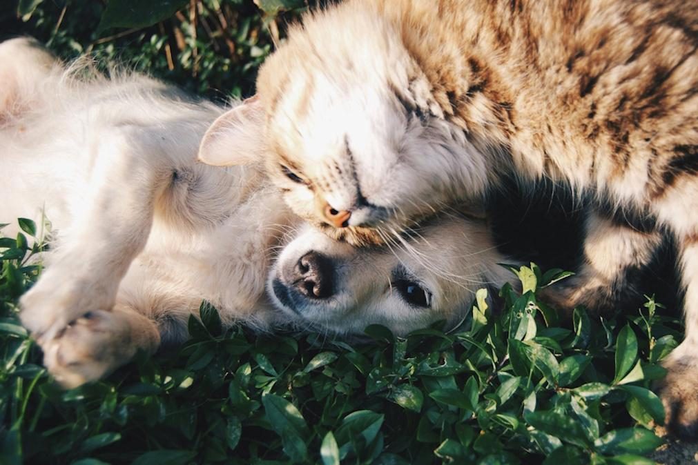 O gigantesco impacto positivo para o Planeta se os animais de estimação fossem vegan