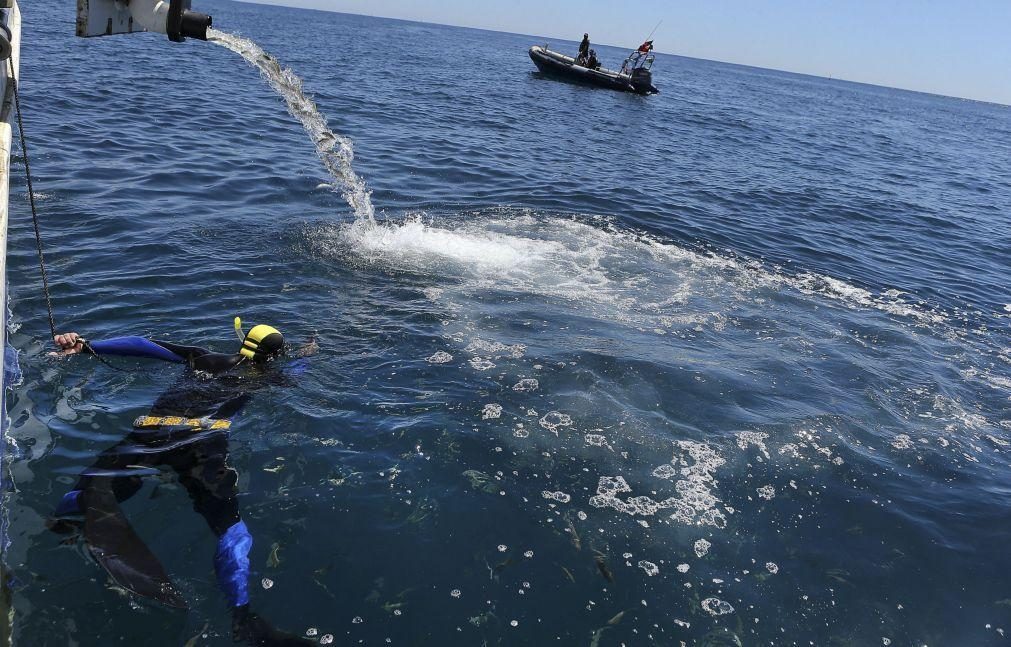 Aquacultores obrigados a declarar produção de 2024 até 15 de março