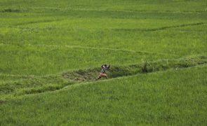 PR angolano diz que base da economia em África é a agricultura