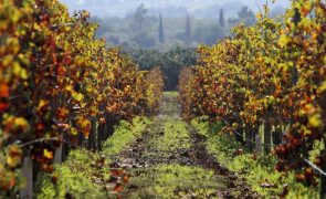 Produção de vinho certificado algarvio aumenta e atinge 2 milhões de litros