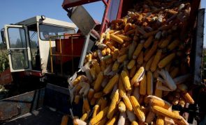 Governo do Malaui com ajuda do PAM importa 48 mil toneladas de milho para colmatar fome