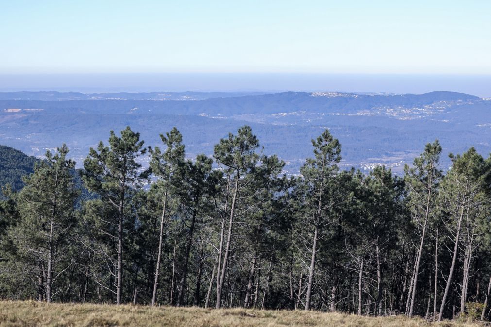 Pinheiro-bravo resiste em algumas zonas 25 anos após chegada do nemátodo