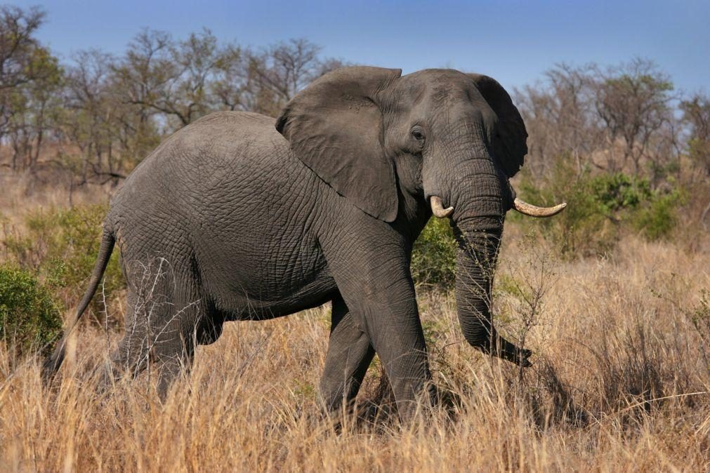 Turista morre após ataque de elefante em safari na África do Sul