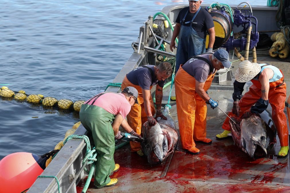 Comissão do Parlamento Europeu aprova acordo de pescas com Cabo Verde