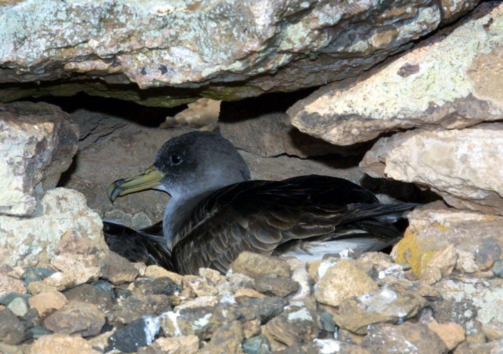 Ilhas Selvagens acolhem a maior colónia de cagarras do Atlântico