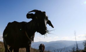 ICNF cria nova medida para cabras sapadoras face à baixa procura do apoio anterior