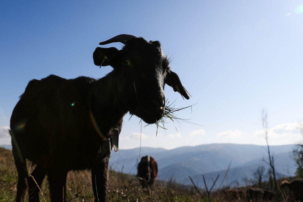 ICNF cria nova medida para cabras sapadoras face à baixa procura do apoio anterior