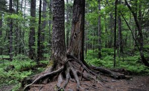 Governo prorroga até final do ano planos municipais de defesa da floresta