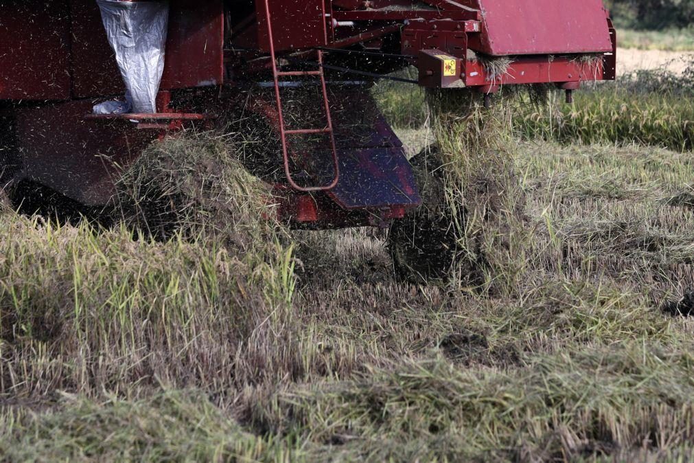 Produtores de arroz apontam perdas de 30 ME e pedem aos deputados soluções