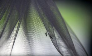 Brasil anuncia vacina contra dengue em dose única de produção local em 2026