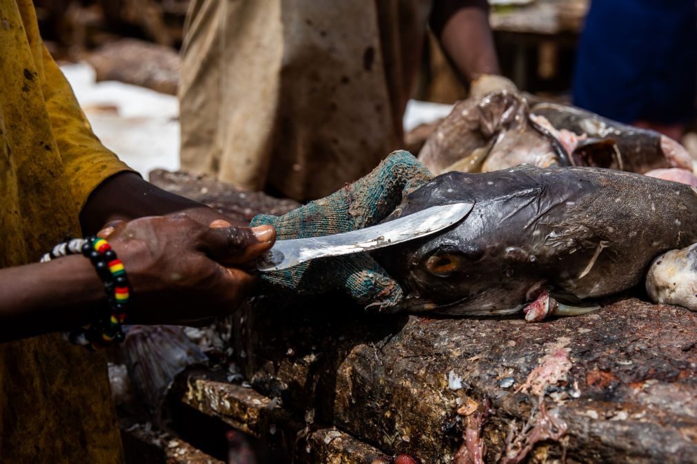 Governo de Luanda encerra principal mercado de peixe devido a riscos de cólera