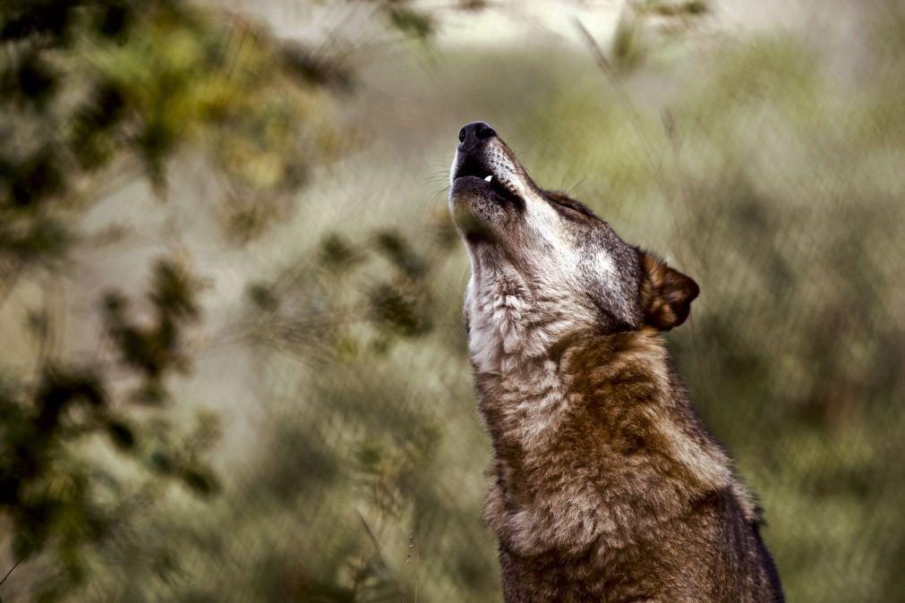 Comissão Europeia reduz estatuto de proteção dos lobos na UE