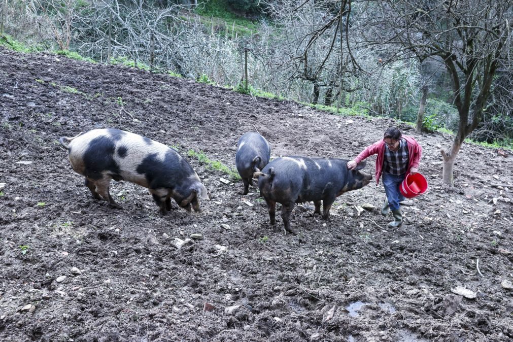 Animais de raças autóctones são monumentos a preservar numa quinta de Coimbra