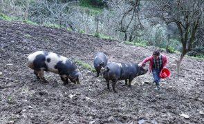 Animais de raças autóctones são monumentos a preservar numa quinta de Coimbra