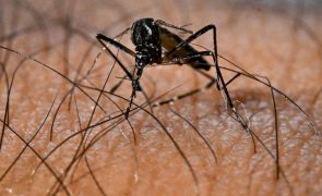 Cabo Verde prepara declaração de fim da epidemia de dengue