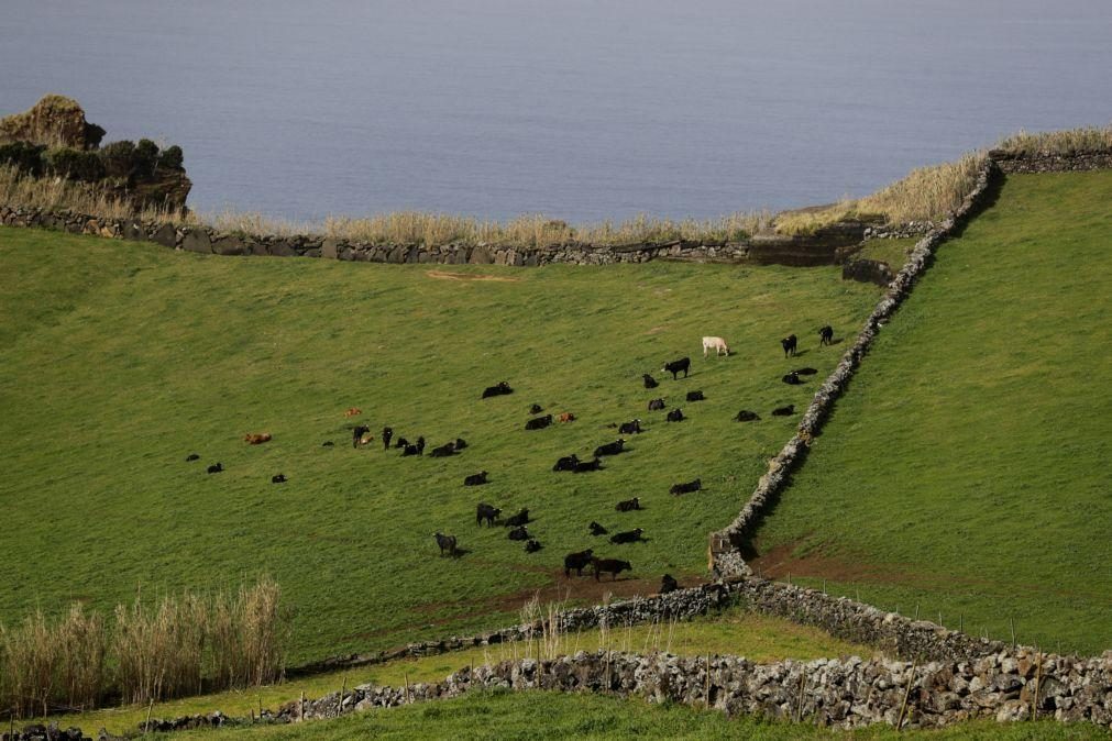 Sismo de 5,3 na escala de Richter sentido na ilha de São Miguel