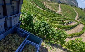 Douro preocupado com ameaças de tarifas dos EUA sobre vinho