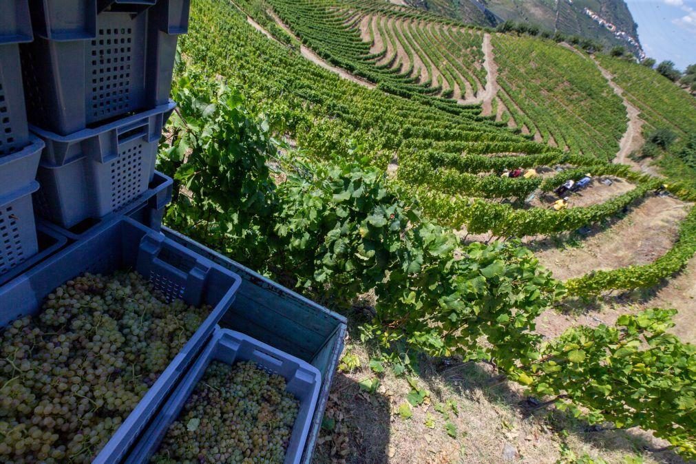 Douro preocupado com ameaças de tarifas dos EUA sobre vinho