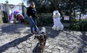 Associação de resgaste animal de Matosinhos cria evento para tentar pagar dívida