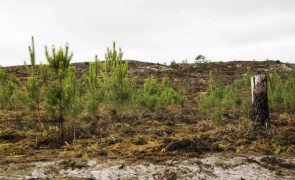 Leiria plantou cerca de 45 mil árvores em dois talhões da Mata do Urso