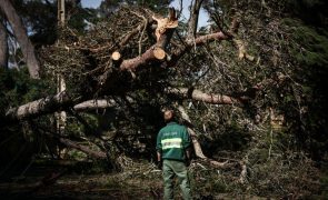 Depressão Martinho provocou queda de árvores mas também incêndios em Portugal continental